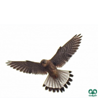 دلیجه کوچک Lesser Kestrel